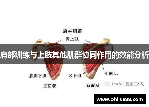 肩部训练与上肢其他肌群协同作用的效能分析 肩部训练与上肢其他肌群协同作用的效能分析
